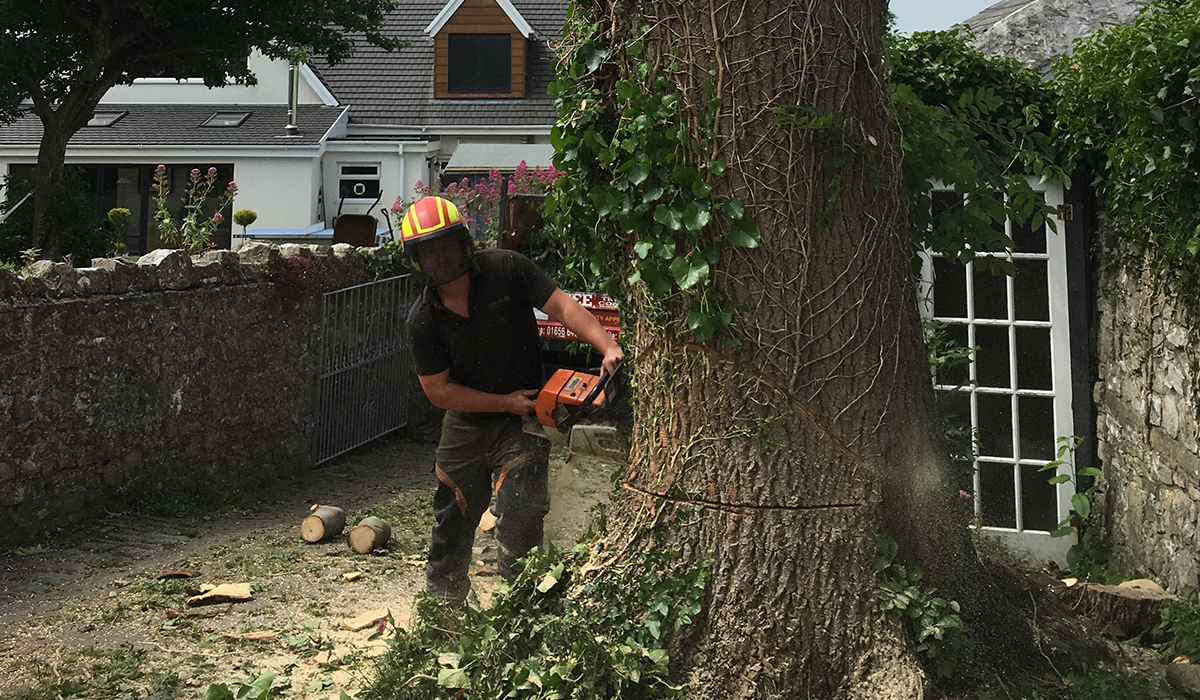 Felling a mature tree within the confines of a driveway and property in Llantwit Major