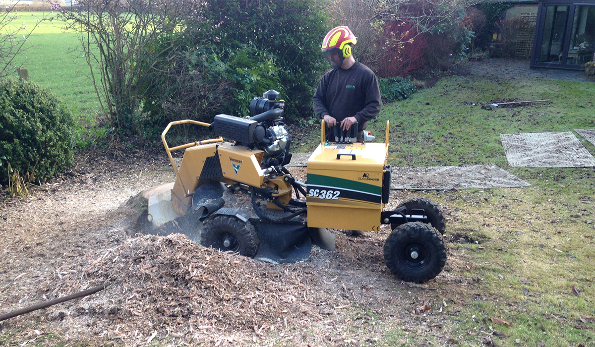 Stump grinding of mature tree root bowl in Cardiff