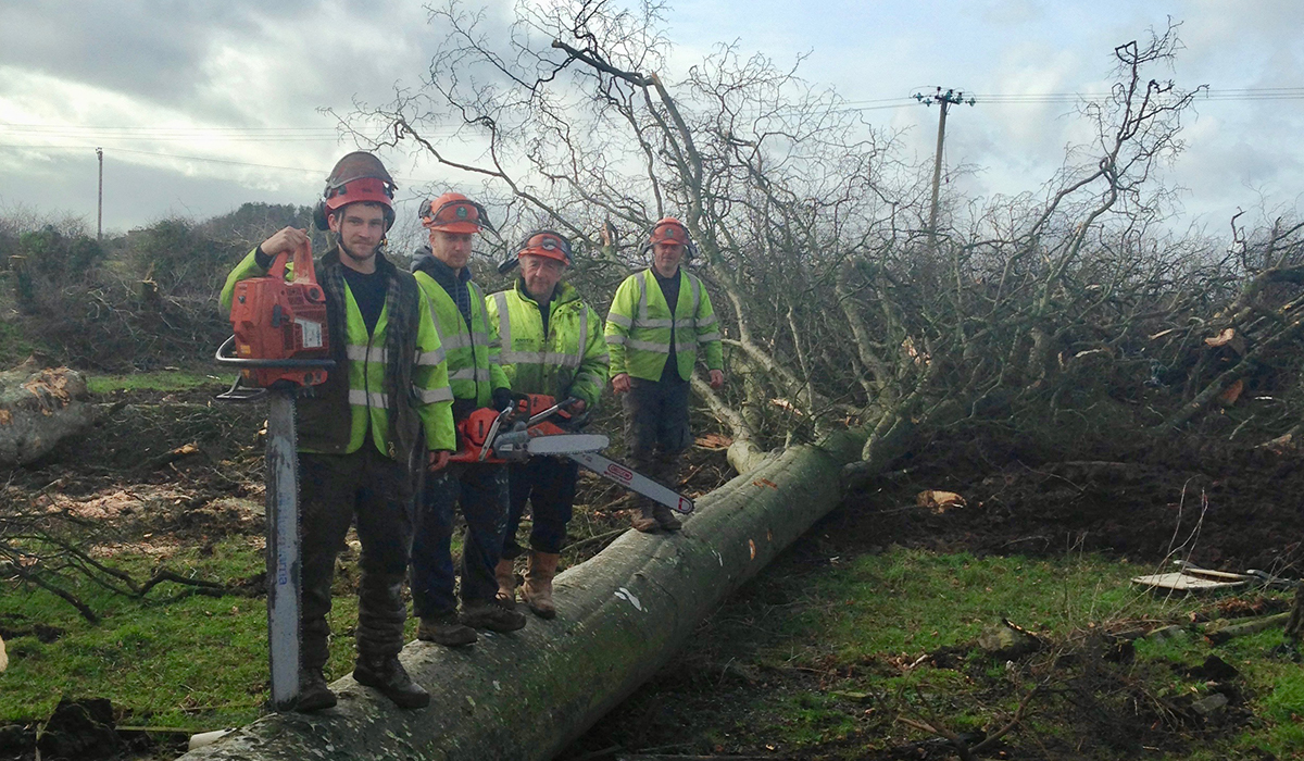 Some of our tree surgeons felling multiple trees in Cowbridge, Vale of Glamorgan 