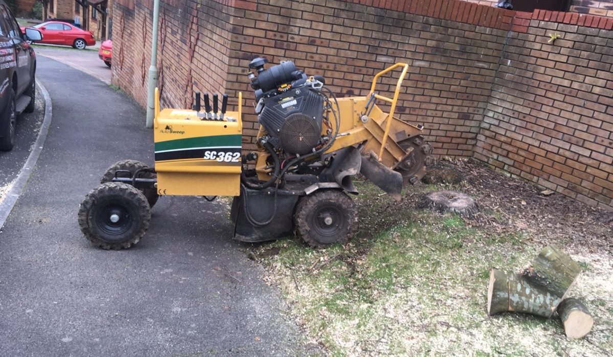 A tree stump ready to be ground in Pyle, Bridgend