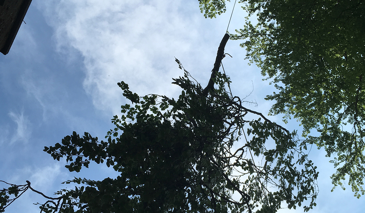 Select thinning