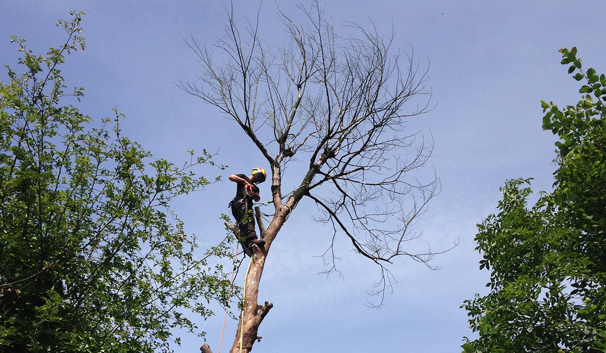 Felling a tree in Pencoed, Bridgend