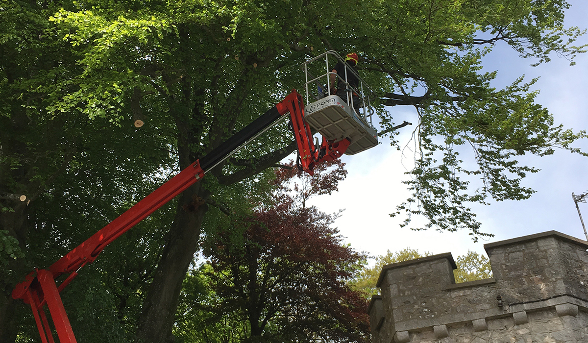Felling an overhanging tree at Ewenny Priory, Vale of Glamorgan