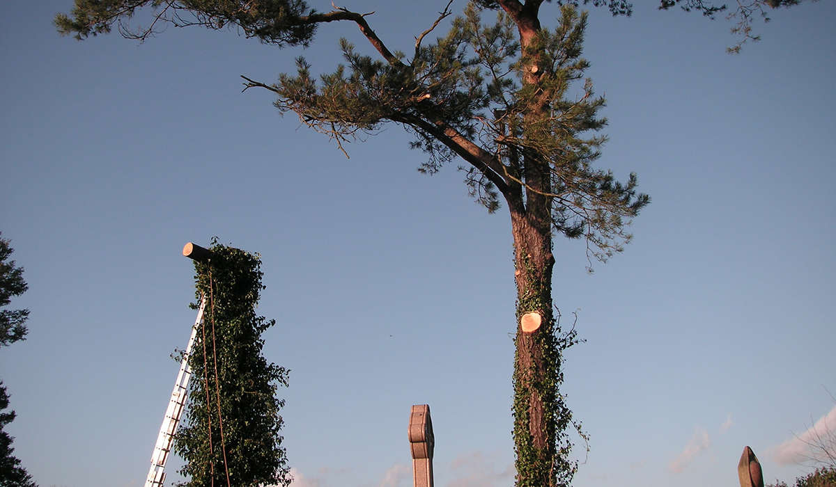 Dead wooding